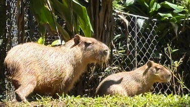 ¿Qué nombre le pondría a los capibaras? Santuario en Alajuela abrió una campaña para decidirlo