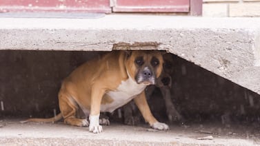 Mascotas y pólvora: ¿qué hacer para minimizar los efectos?
