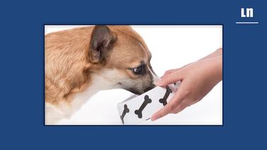 Así debo alimentar a mi perro ‘viejito’