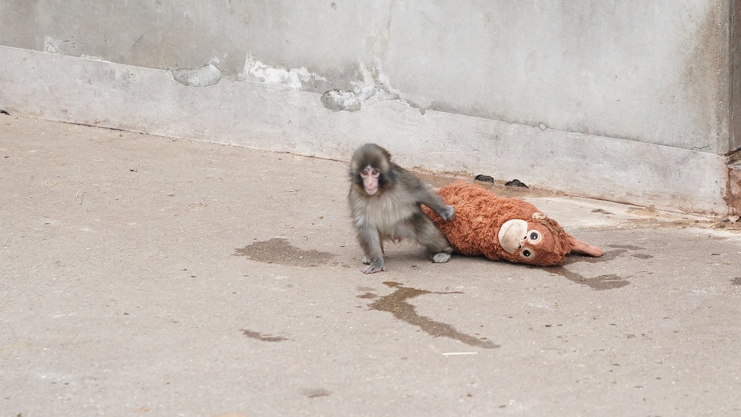 La cría que conmovió redes por aferrarse a un peluche ya forma parte de su grupo en un zoológico japonés.