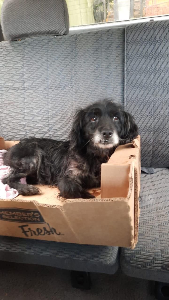 Imagen de Tomny un perro de color negro acostado en una caja de cartón.