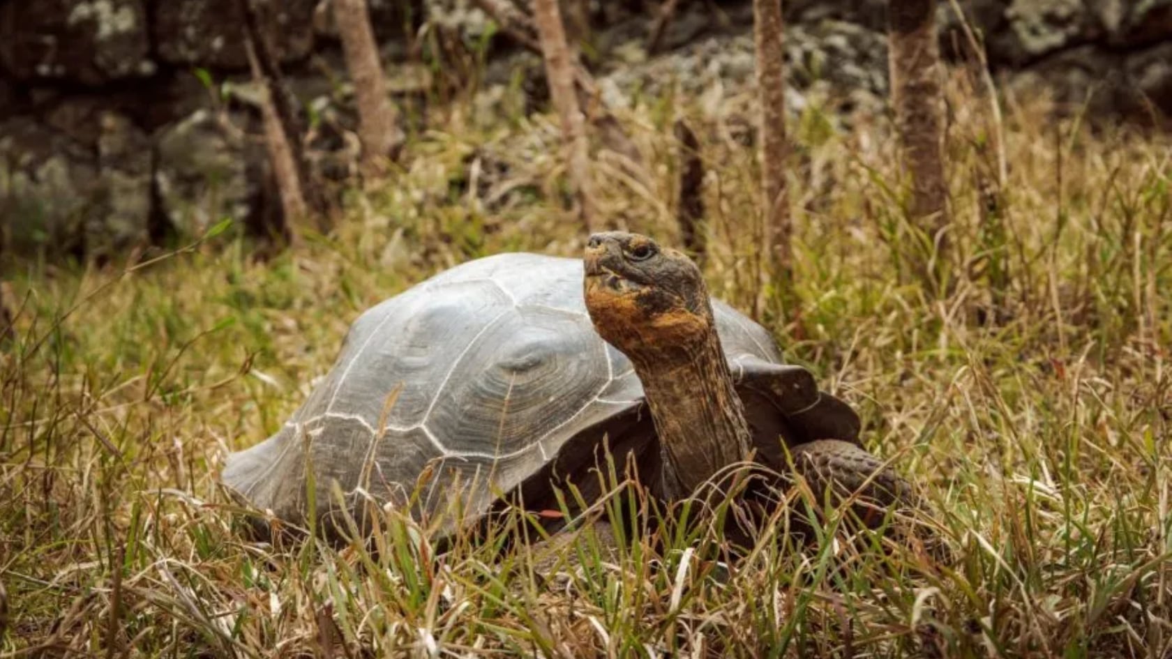La liberación de 158 tortugas gigantes marca un paso clave en la restauración ecológica de la isla Floreana, en el archipiélago de Galápagos.