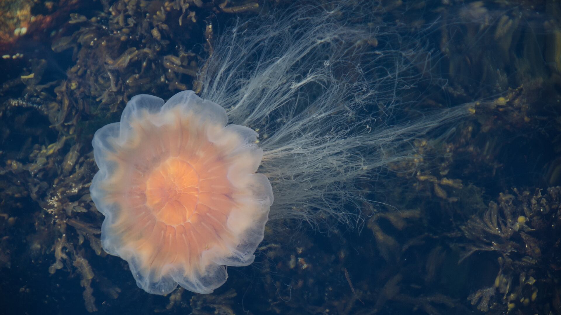 Un cinegrafista captó a la medusa más grande del planeta en Canadá. Tiene tentáculos de hasta 37 metros y un diámetro de 2,3 metros.