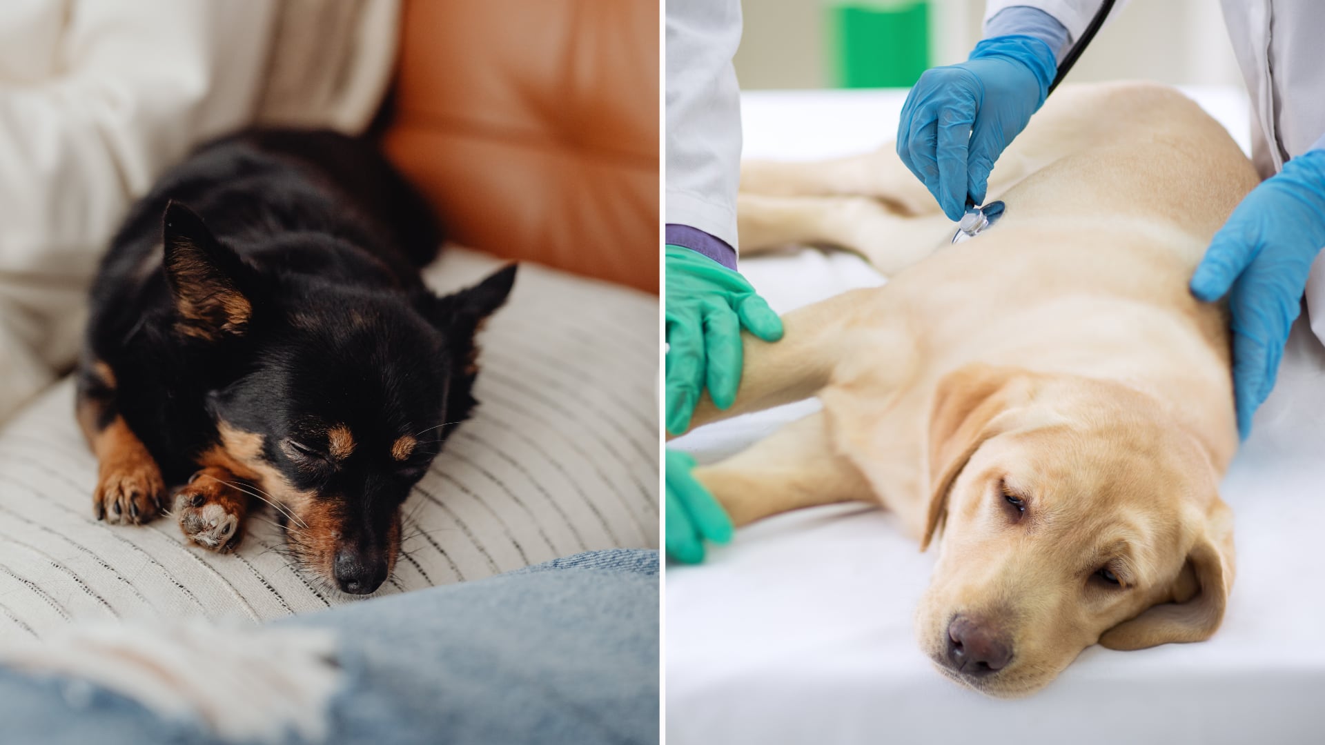 El GDV es una emergencia veterinaria en perros. Estudios indican mortalidad de hasta 28,6%. Detectar síntomas tempranos puede salvar la vida del animal.