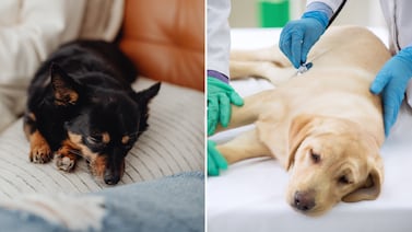 El síntoma en perros que muchos dueños ignoran y podría alertar sobre una enfermedad mortal