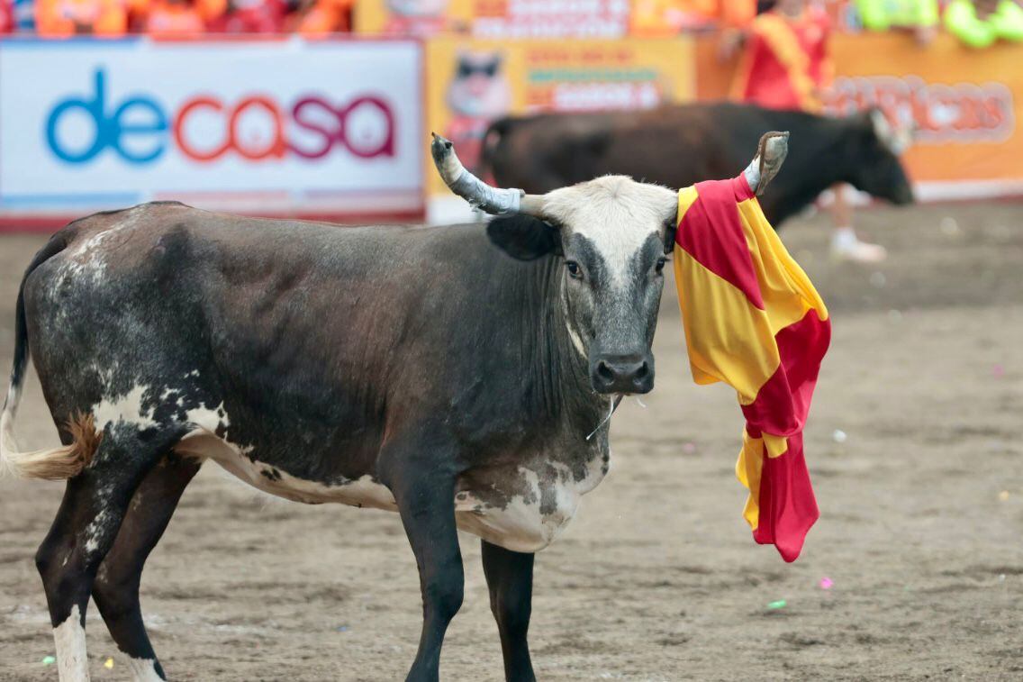 Toros de Pedregal 2025