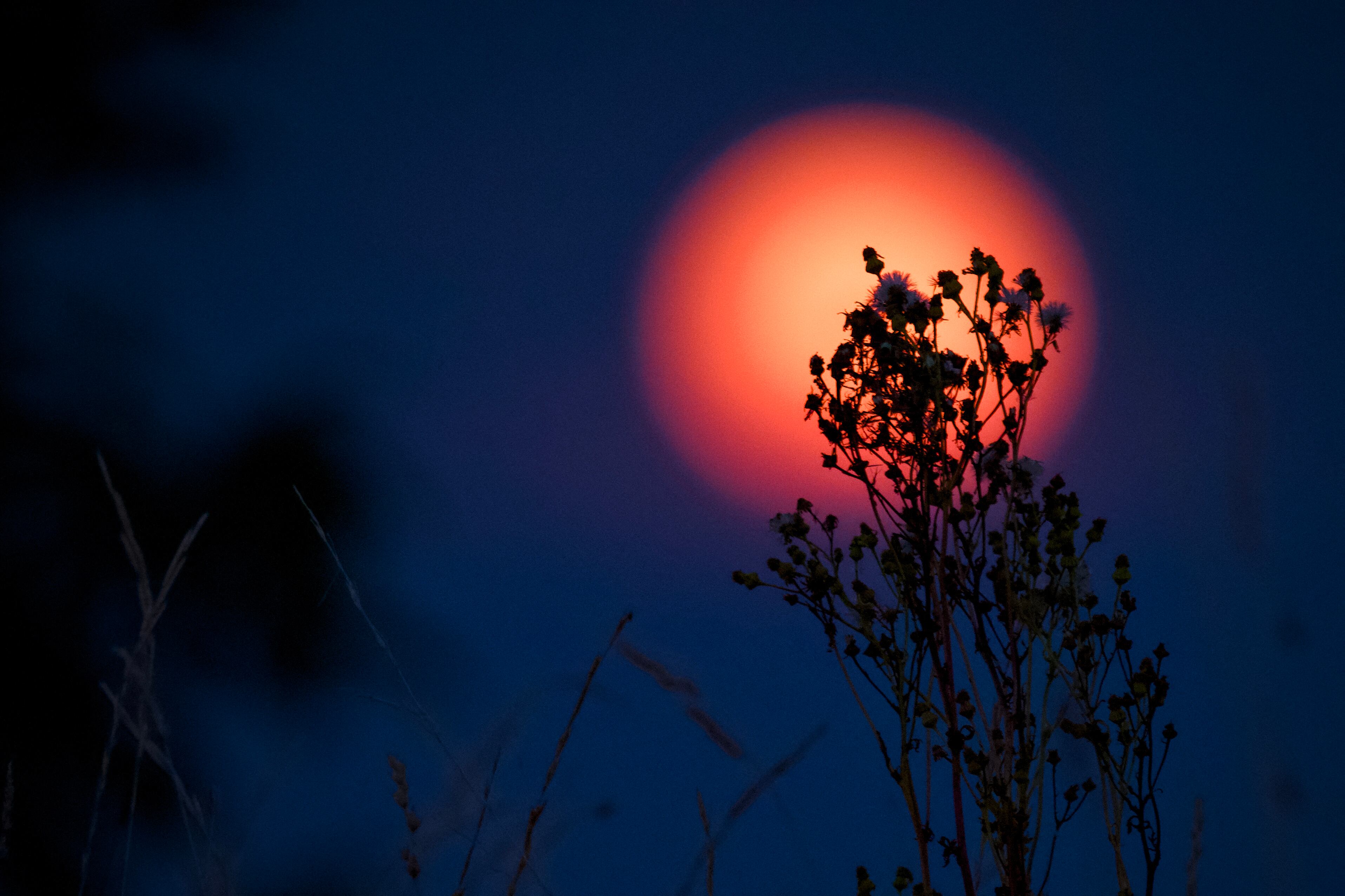 This photograph shows the Super Blue Moon rising behind a thistle, in Montargis, central France, on August 19, 2024. (Photo by GUILLAUME SOUVANT / AFP)