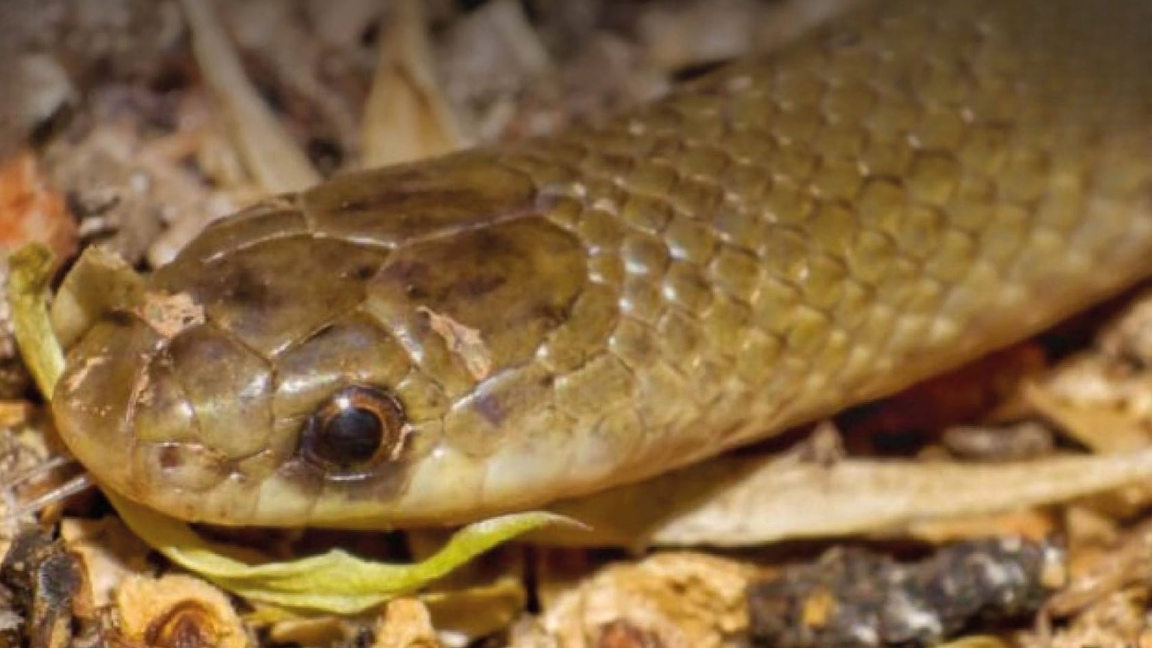 Nueva serpiente subterránea fue hallada en México; solo hay tres registros y pertenece a un género desconocido.