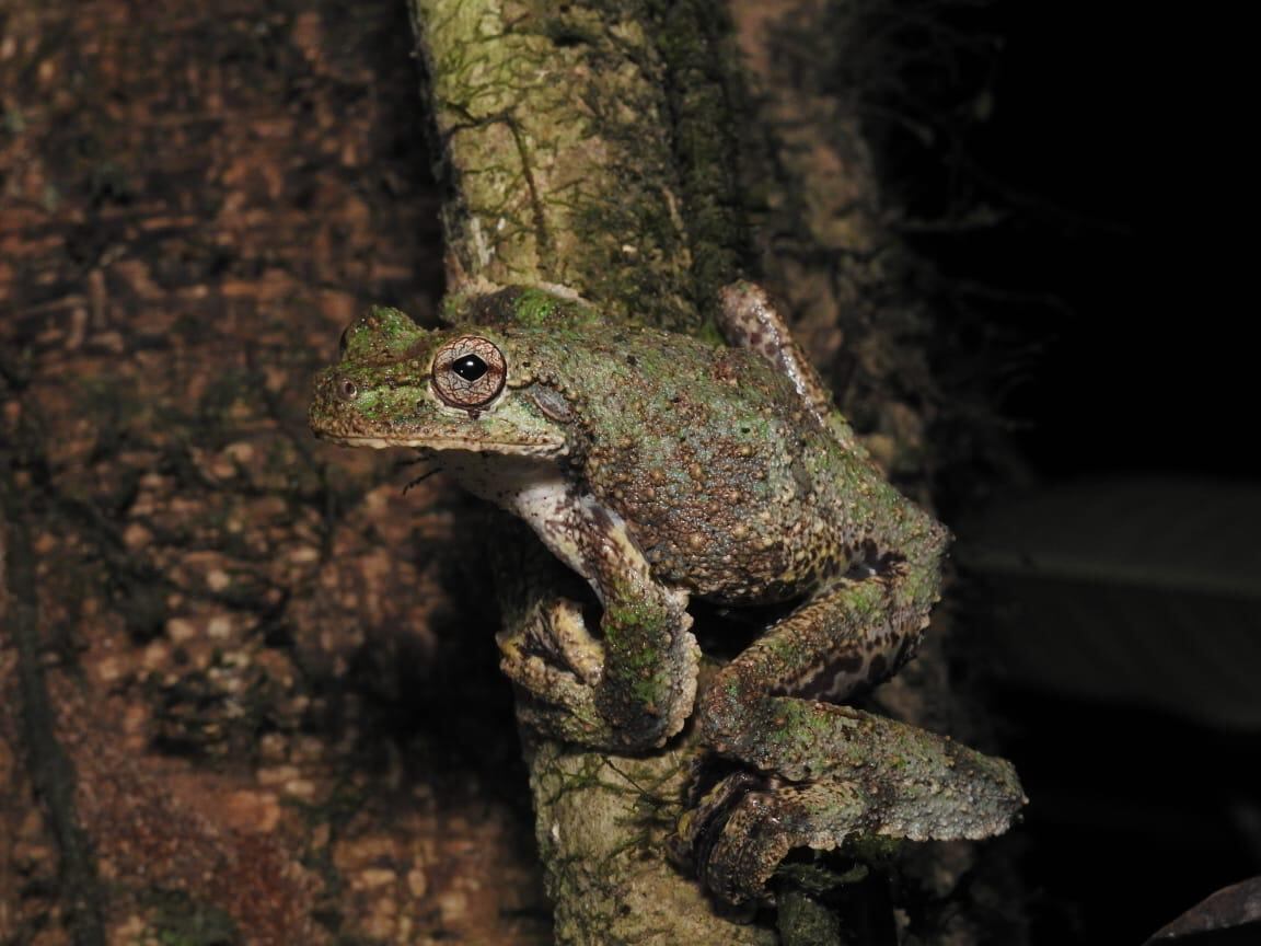 Un equipo de investigadores que realizó un estudio en el bosque húmedo del Caribe costarricense sobre la rana voladora (Ecnomiohyla sukia), descubrió que la hembra de esta especie tiene la capacidad de cantar para llamar a los machos con fines reproductivos