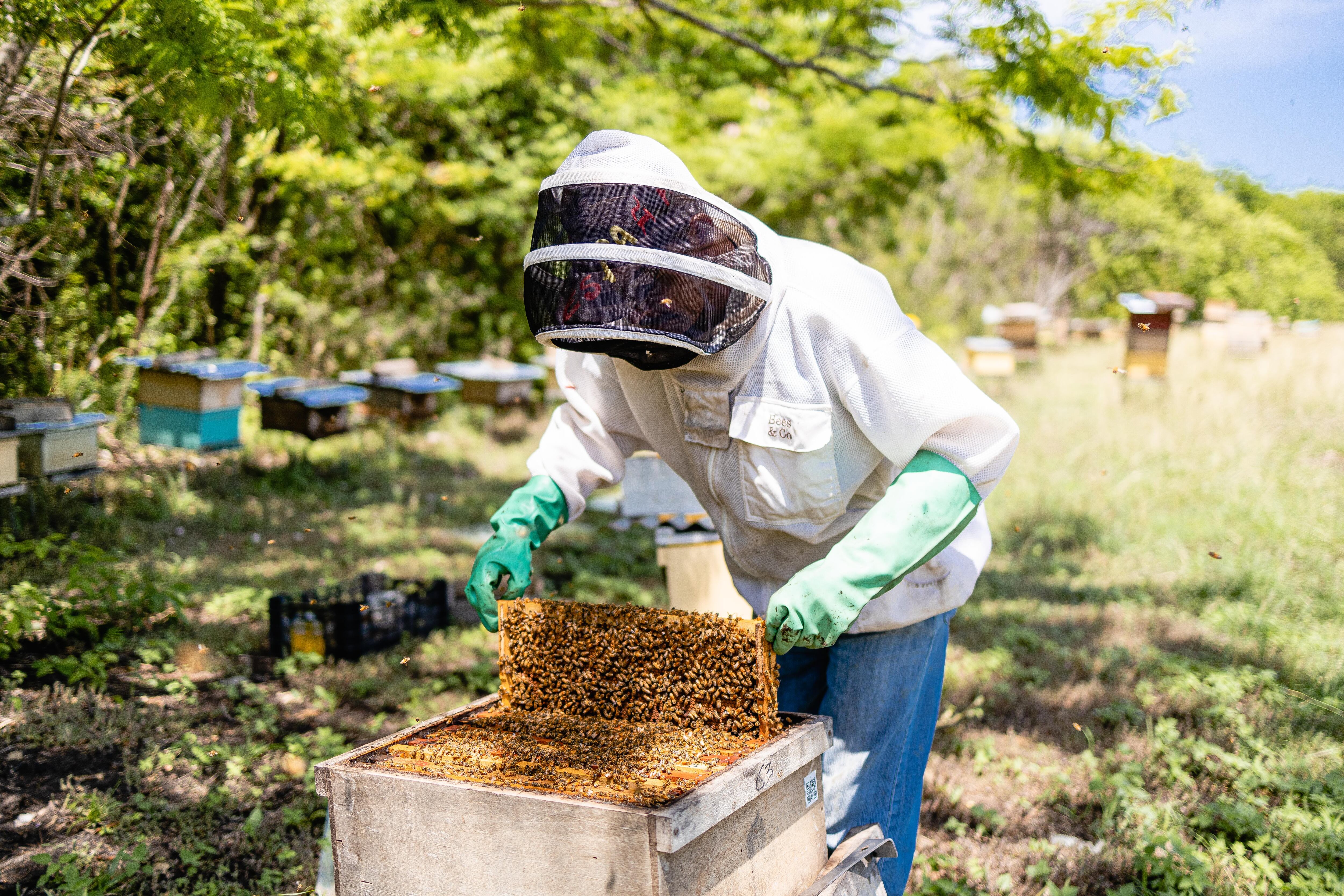 15 personas de Guanacaste trabajan en el Apiario Reserva Conchal en el que 2.5 millones de abejas producen 1.000 kilos de miel al año. Foto: Cortesía
