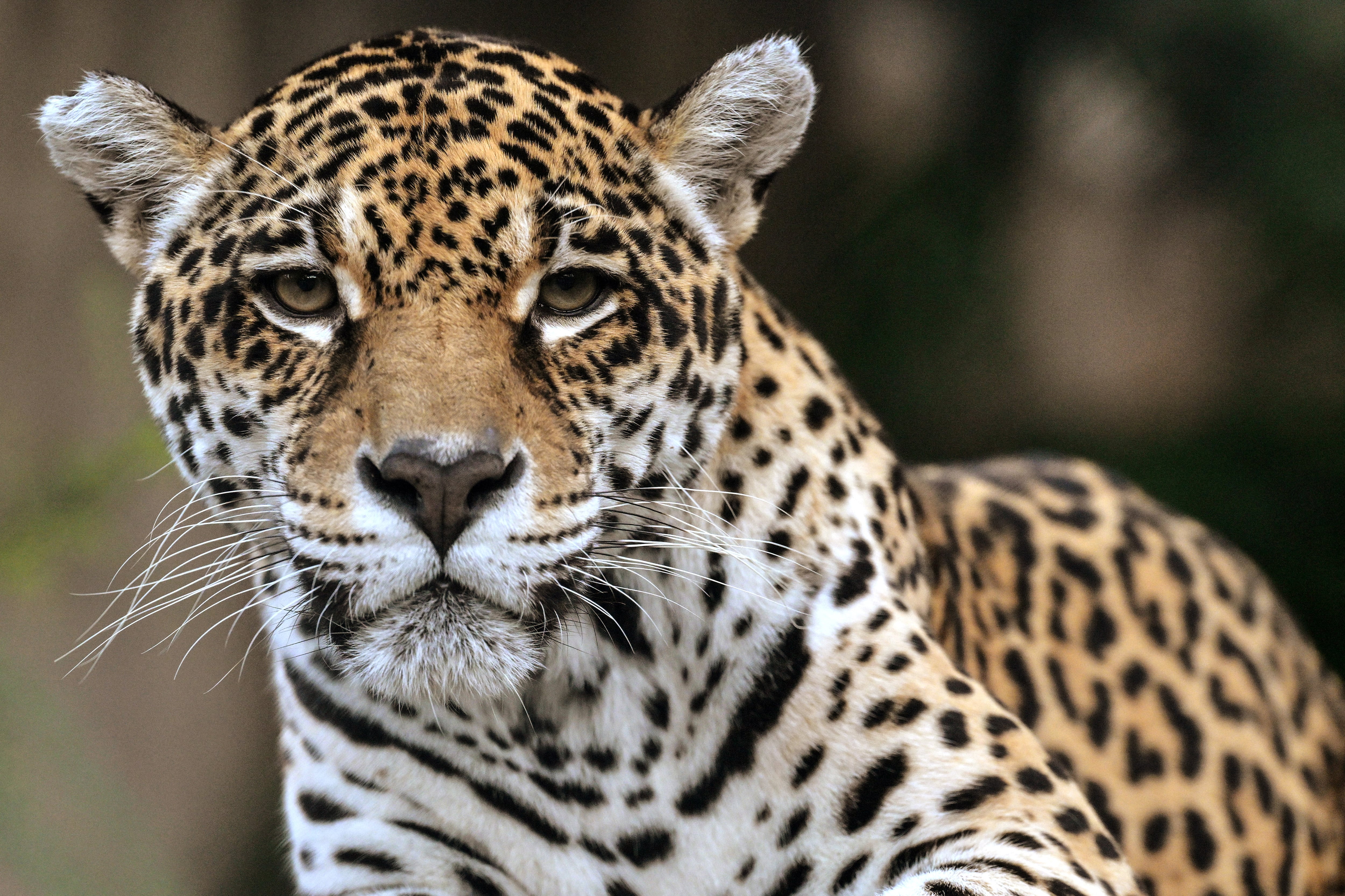 Un jaguar (Panthera onca) descansa sobre el pasto en la asociación Mata Ciliar, una organización dedicada a la conservación de la biodiversidad, en Jundiaí, estado de São Paulo, Brasil, el 29 de mayo de 2025. Actualmente, veinticinco pumas y diez jaguares se recuperan en el Centro Brasileño para la Conservación de los Félidos Neotropicales, ubicado en Mata Ciliar, un sitio del tamaño de 40 canchas de fútbol donde también se rehabilitan monos, perros silvestres, lobos de crin, ocelotes y otros animales de la región.