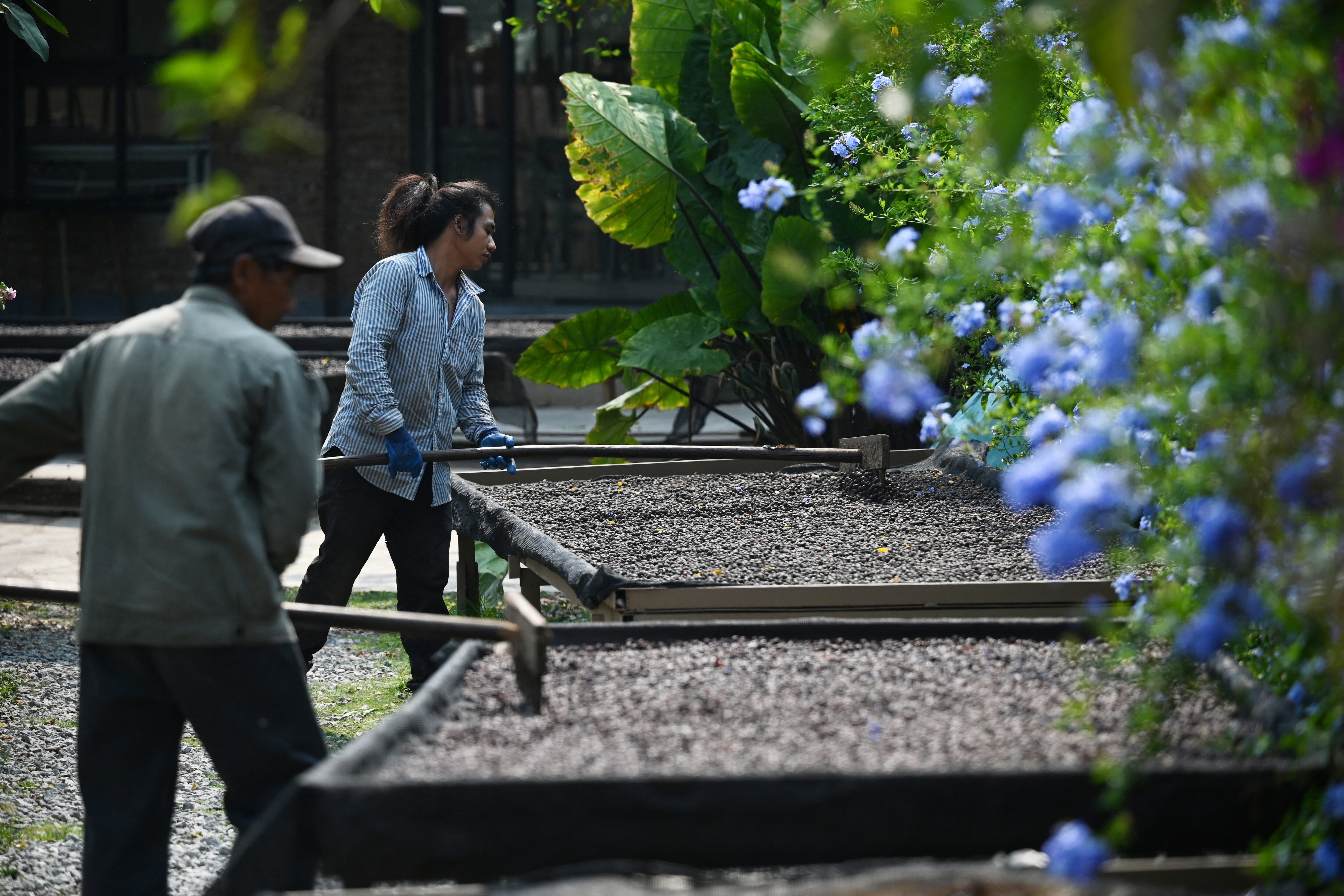 La capital china del té incursiona en el café ante cambios en los gustos