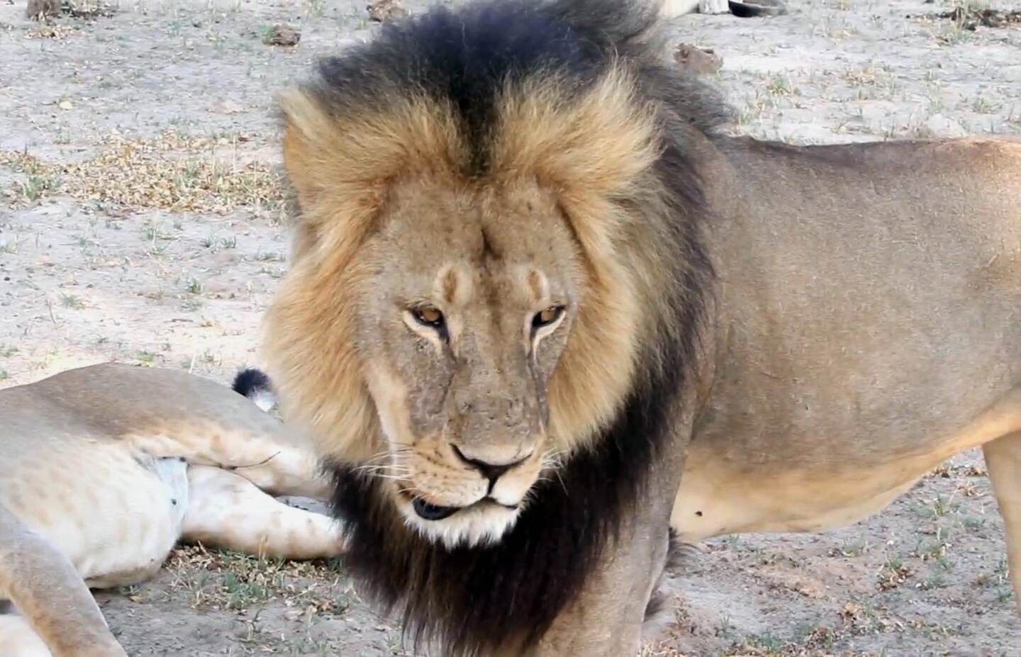 Foto del 2012 del león Cecil. Era un macho dominante del parque, destacaba por su melena negra poco común y era objeto de una investigación científica sobre la longevidad de los leones de la universidad británica de Oxford, que lo equipó con un collar de seguimiento.