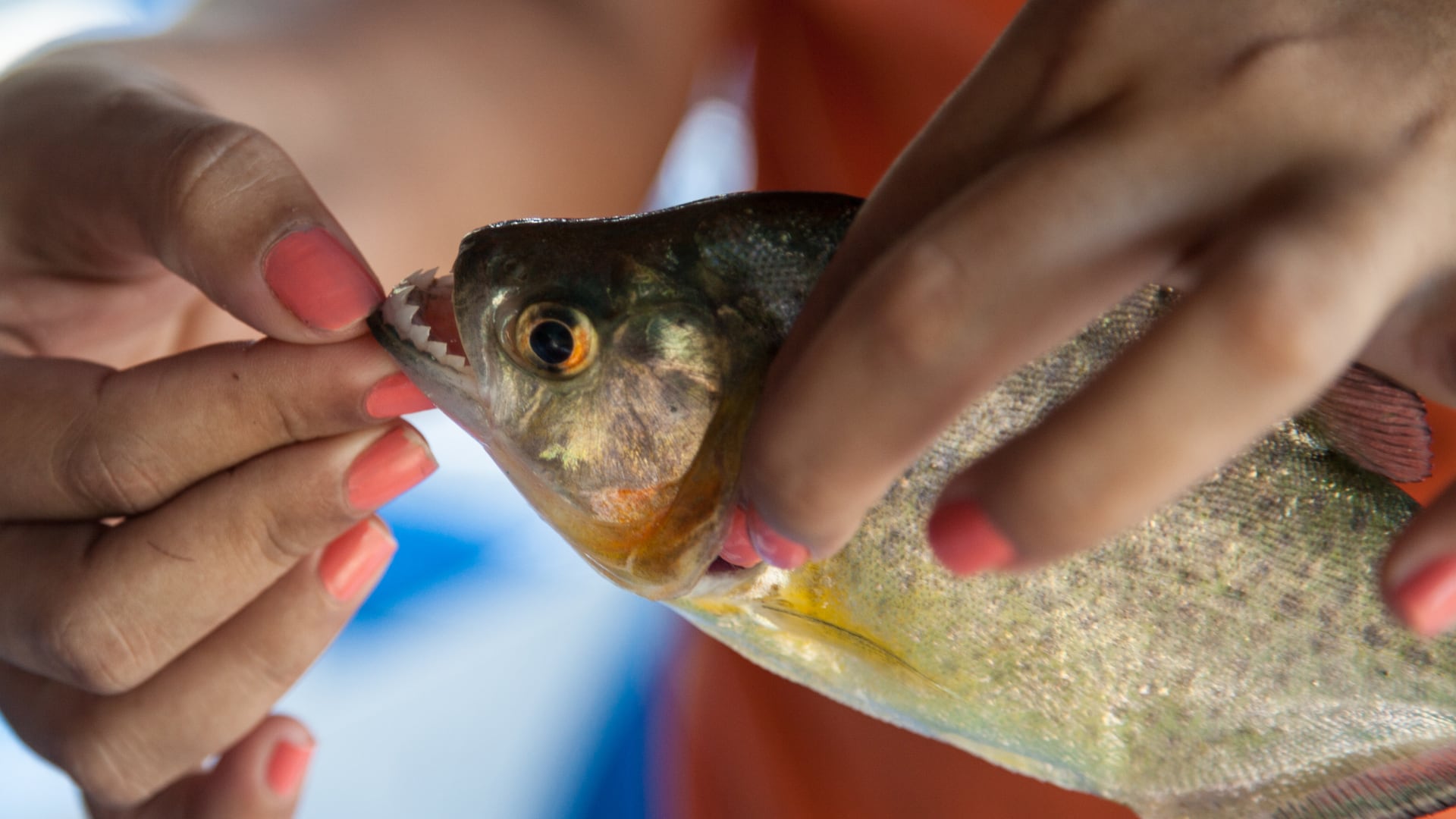 Más de 40 heridos y un caso de amputación parcial por ataques de pirañas mantienen en alerta a autoridades y bañistas en Entre Ríos.