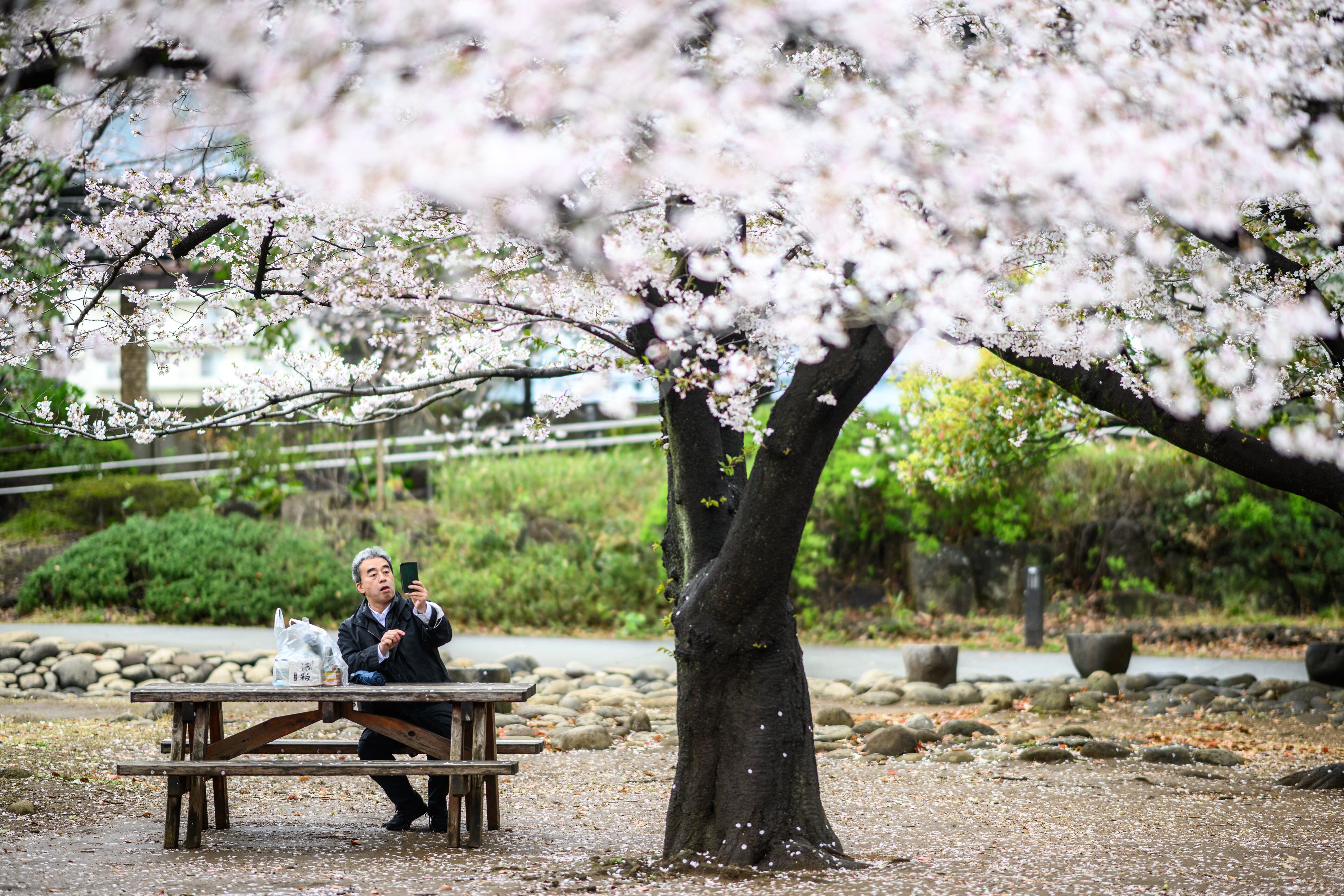 (FILES) This file photo taken on March 24, 2025 shows flowering cherry blossoms and buds from a sample cherry tree, Somei Yoshino species, used for observation is pictured at Yasukuni Shrine in Tokyo. Japan's famed cherry trees are getting old, but a new AI tool that assesses photos of the delicate pink and white flowers could help preserve them for future generations. The "sakura" season is feverishly anticipated by locals and visitors alike, with the profusion of the stunning blossoms marking the start of spring. (Photo by Kazuhiro NOGI / AFP) / TO GO WITH JAPAN-TECHNOLOGY-NATURE-CLIMATE-CHERRY-BLOSSOMS,FOCUS BY NATSUKO FUKUE