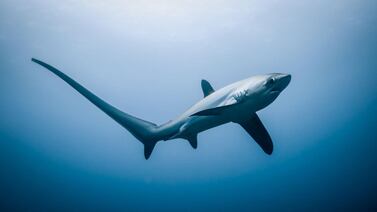 Tribunal prohíbe exportación de cinco especies de tiburones