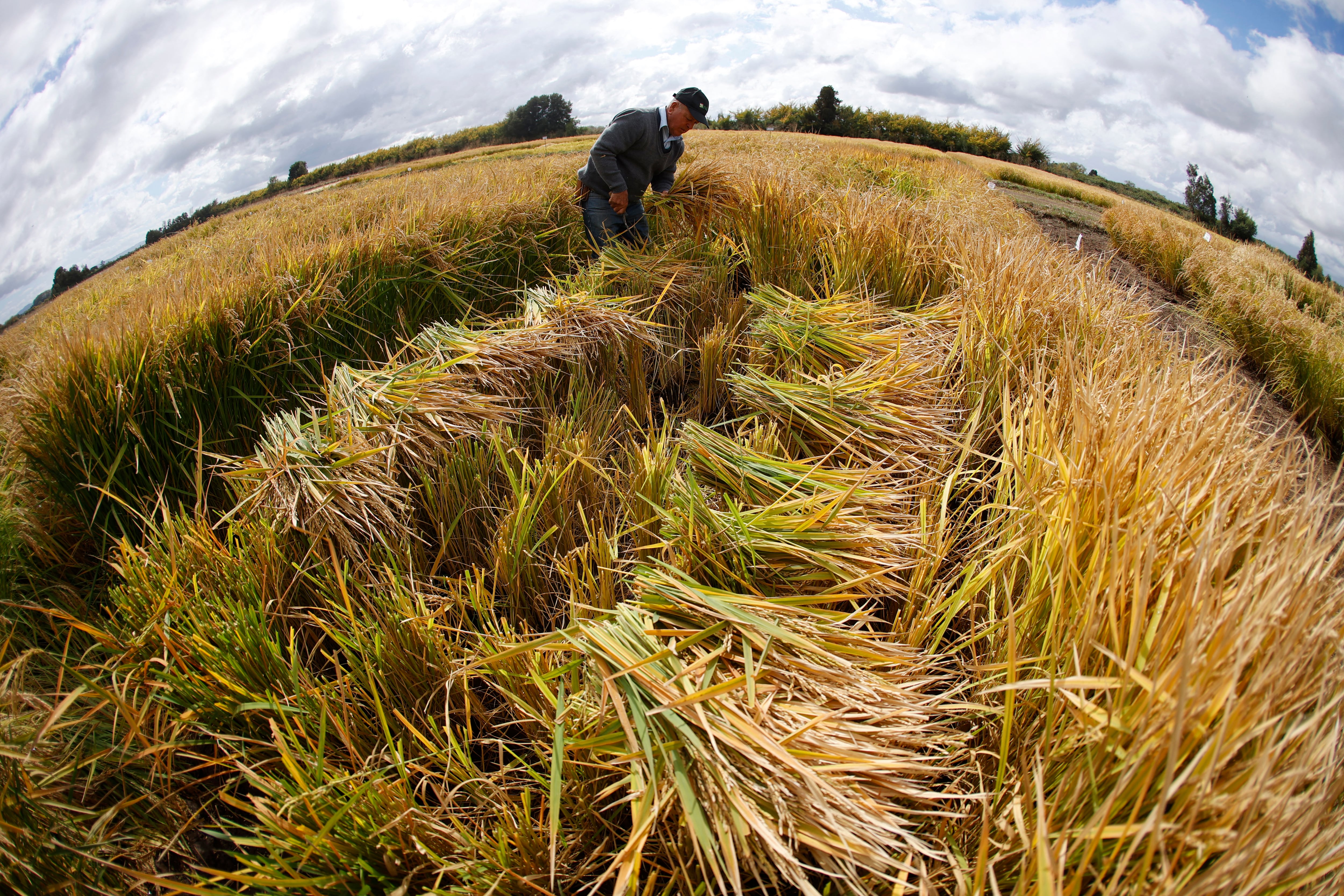 Vista aérea de trabajadores cosechando arroz en Ñiquén, región de Ñuble, Chile, el 9 de abril de 2025. Ante la histórica sequía que afecta a Chile desde hace unos quince años debido al cambio climático, la científica Karla Cordero, del Instituto Nacional de Investigaciones Agropecuarias (INIA), ha desarrollado una nueva variedad de arroz resultado del cruce entre una semilla chilena y otra de origen ruso, mejor adaptada a climas fríos y secos. (Foto de RAUL BRAVO / AFP)
