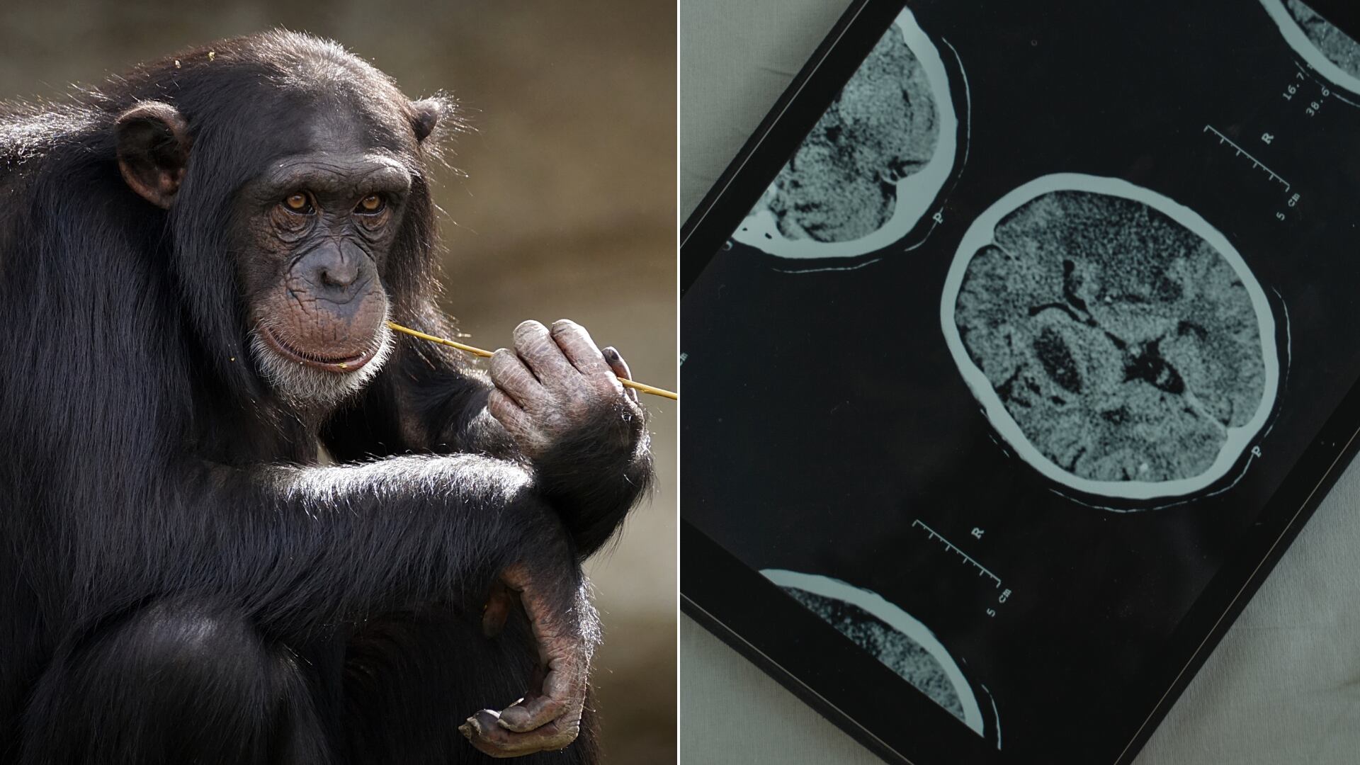 Un estudio revela que los animales grandes no tienen cerebros proporcionalmente grandes. Los humanos son una excepción.