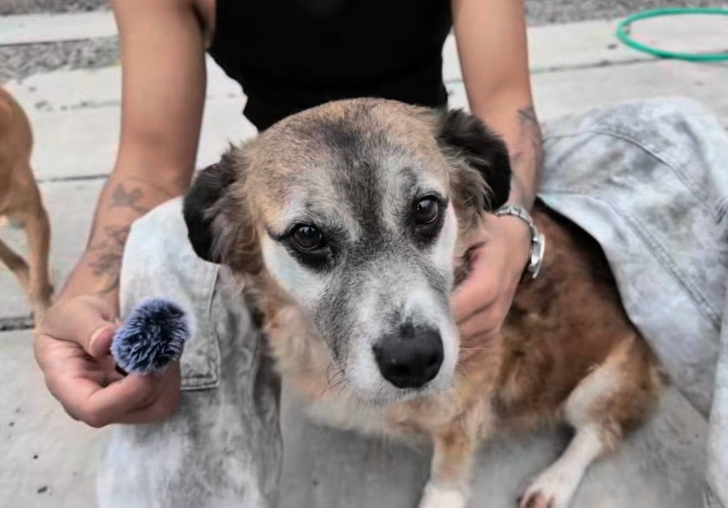 Este es uno de los perritos que Daniel Chacón encontró en el refugio en Cartago.