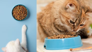 ¿Por qué los gatos piden comida cuando sus platos aún están llenos? Esto dice la ciencia