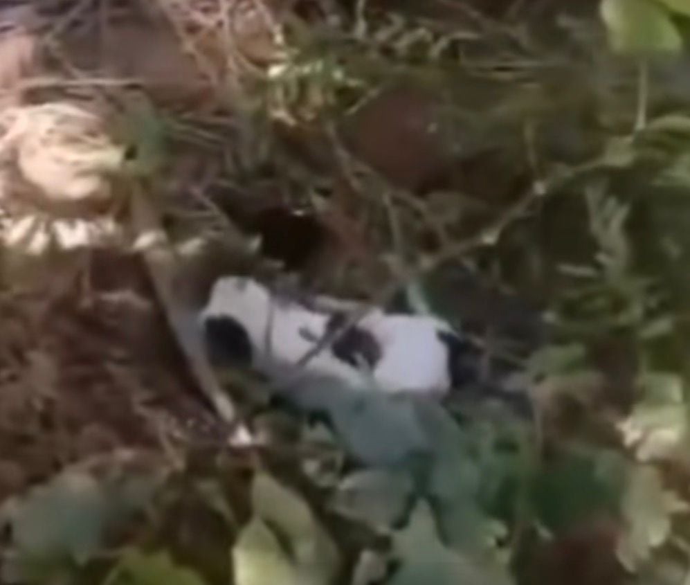 El perro fue colocado en una zona boscosa de Punta Mala de Osa, en donde lo mataron. Un hombre le lanzó una piedra de un tamaño similar al can, otra persona grabó la agresión.