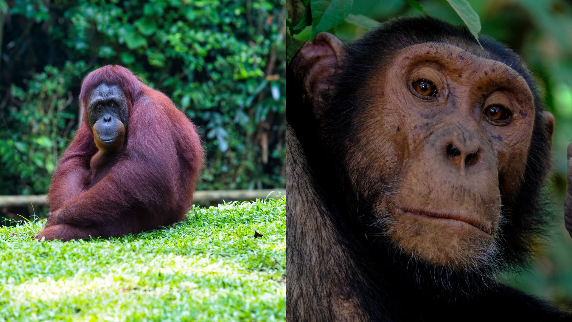 Investigadores de la Universidad Mansoura descubren un fósil de 17.000.000 de años en Egipto que vincula el origen de los simios modernos con el norte de África.