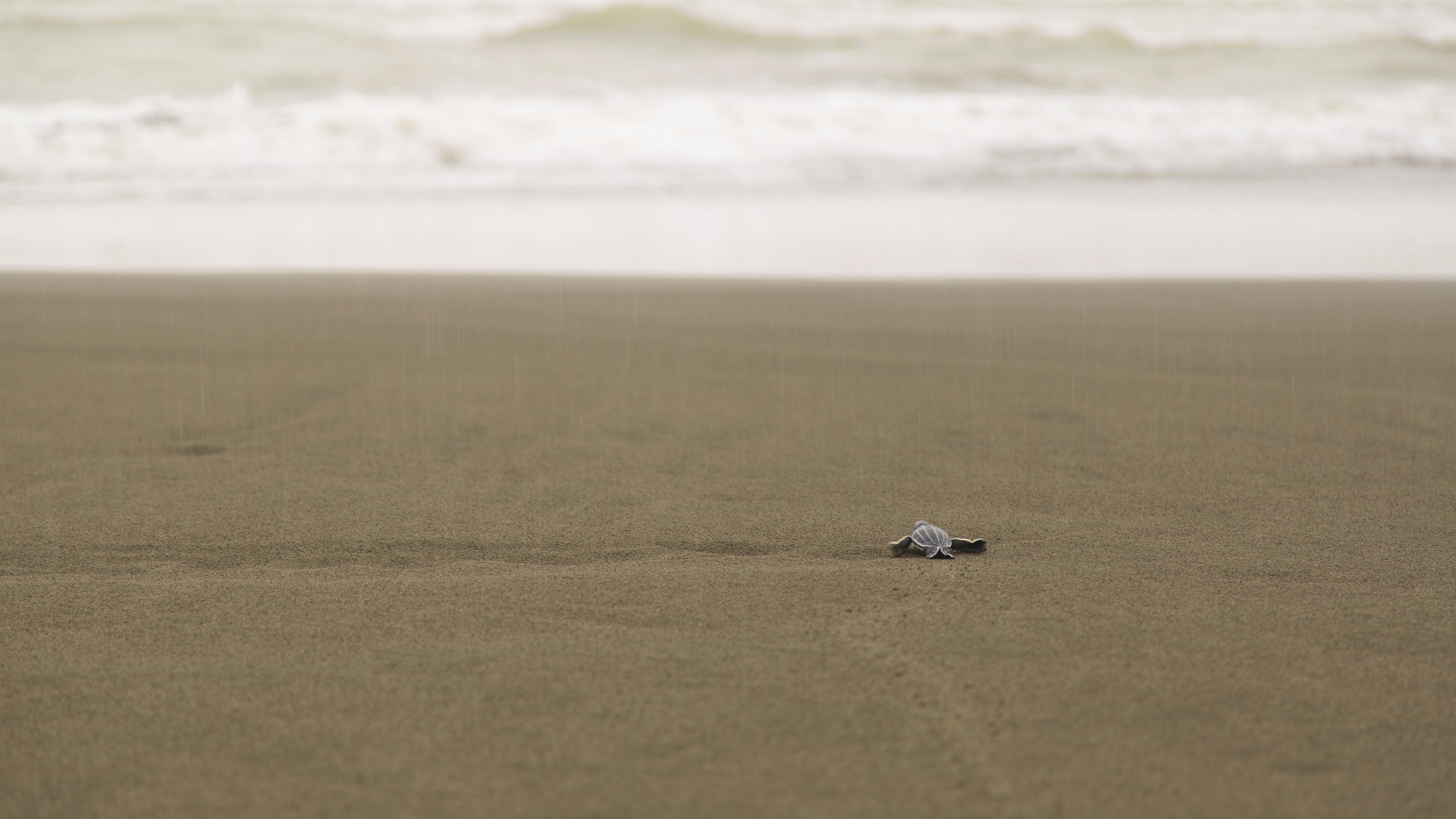 Las tortugas marinas en Moín están en riesgo pese a los esfuerzos de iniciativas como el Programa de Conservación de Tortugas de APM Terminals. Fotografía: Cortesía.