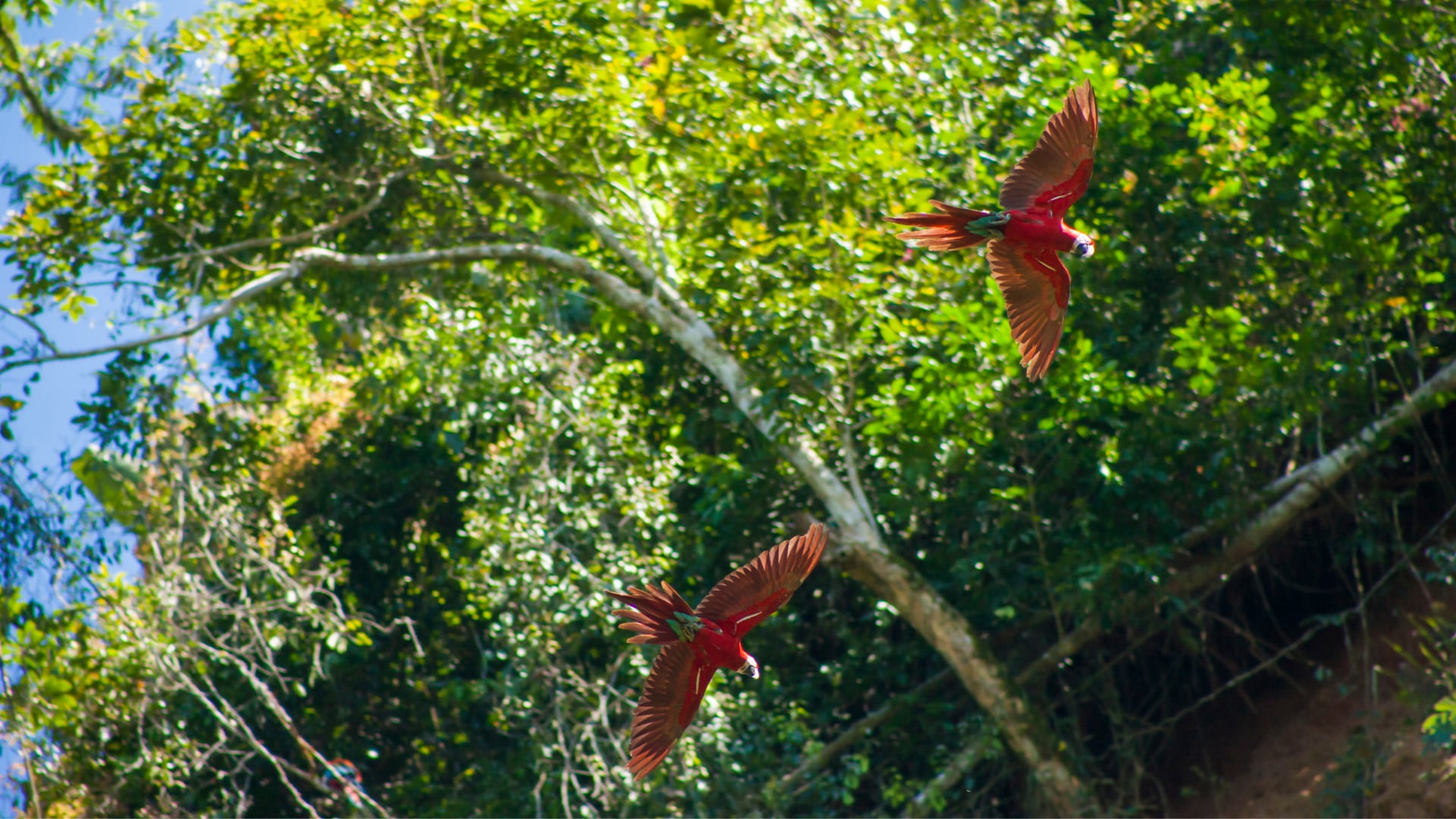 Bolivia ofrece experiencias más económicas y menos concurridas desde Rurrenabaque. El Parque Nacional Madidi y las pampas combinan selva y sabana en recorridos guiados.