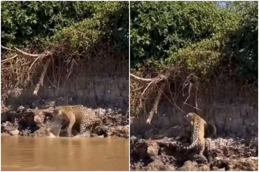 Una anaconda cayó frente a un jaguar en el Pantanal y ambos se enfrentaron en una breve pero intensa lucha.