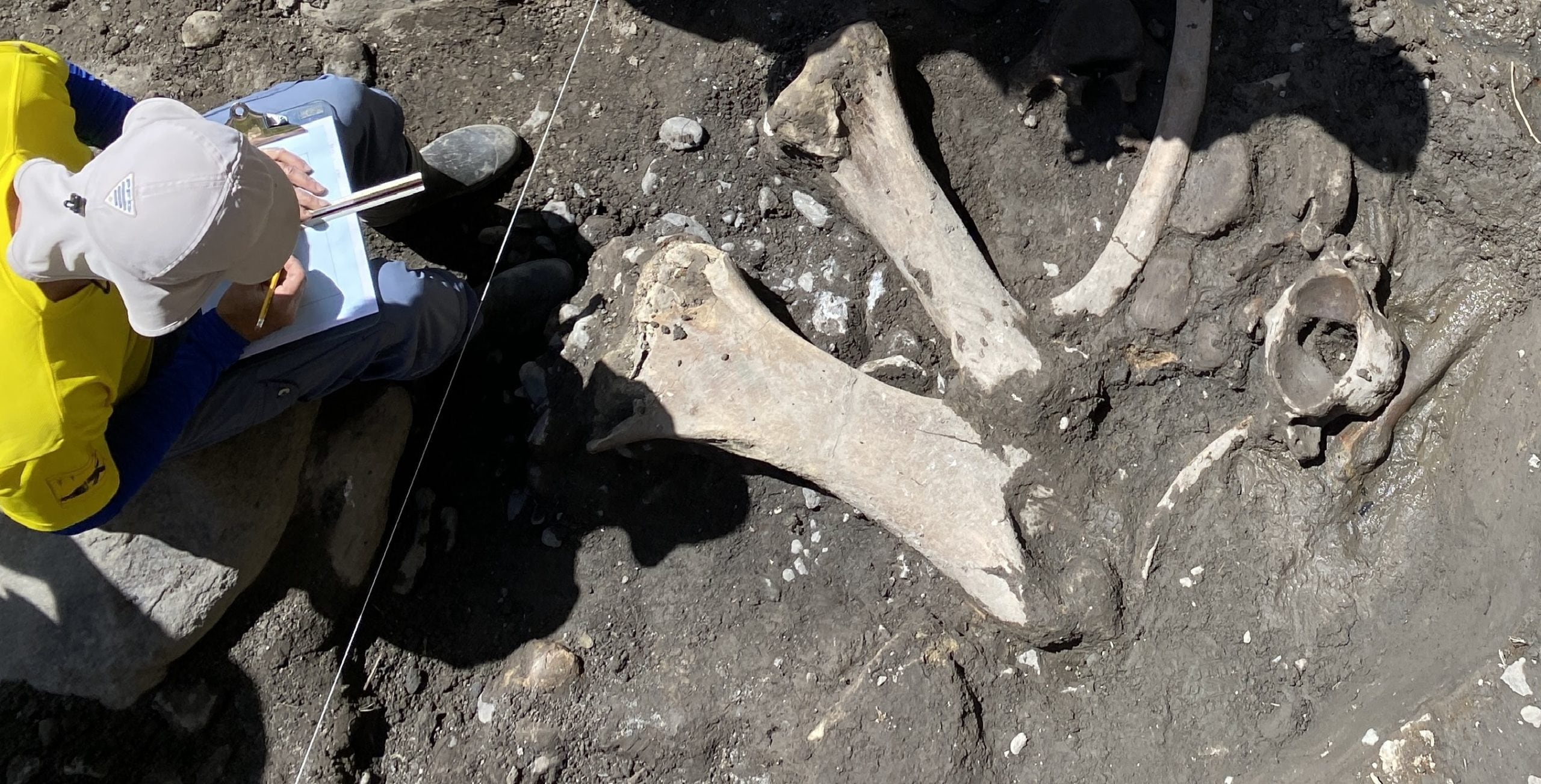 Proceso de elaboración del dibujo de planta de una sección de los fósiles hallados en Cartago.