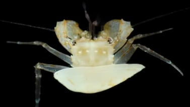 Investigadores descubren al menos 20 especies marinas nuevas en profundidades del océano Pacífico