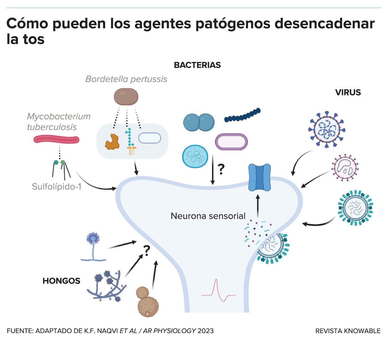 Los investigadores están empezando a estudiar cómo los microbios causantes de enfermedades pueden provocar directamente la tos. Mycobacterium tuberculosis, la bacteria que causa la tuberculosis, produce una molécula llamada sulfolípido-1 que activa las neuronas que desencadenan la tos. Bordetella pertussis, el patógeno responsable de la tos ferina, parece fabricar varias moléculas que actúan conjuntamente para provocar la tos. Se desconoce si otras bacterias y hongos también producen moléculas que desencadenan la tos. Se ha demostrado que varios virus respiratorios aumentan la producción de receptores que activan la tos y la sensibilidad de los animales a los estímulos de la tos.