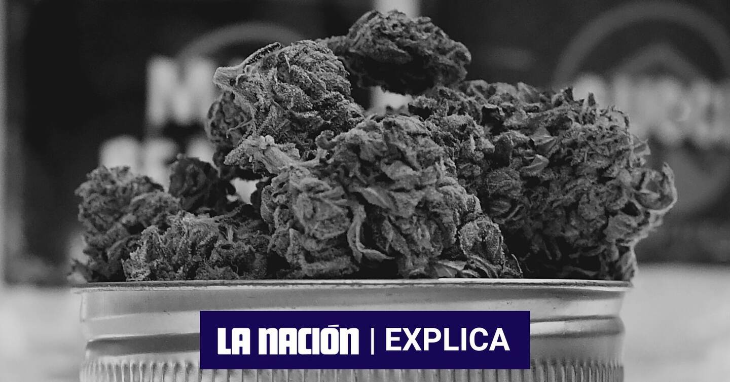 El Poder Ejecutivo impulsa un proyecto de ley para regular la producción y el consumo del cannabis recreativo, sólo meses después de que entró en vigencia el reglamento de la ley del cáñamo y cannabis medicinal. Conozca el panorama del mercado de este cultivo y en qué punto está Costa Rica
