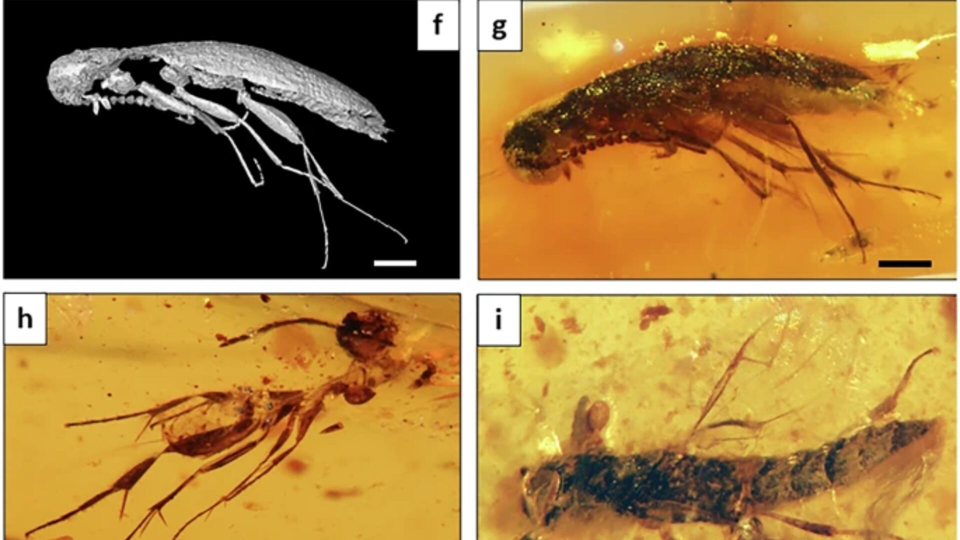 El hallazgo en una cantera de Ecuador permite estudiar cómo eran los ecosistemas del sur cuando Gondwana se empezaba a fragmentar.