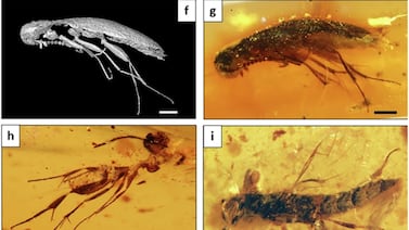 Científicos encuentran ámbar de 112 millones de años lleno de insectos ancestrales