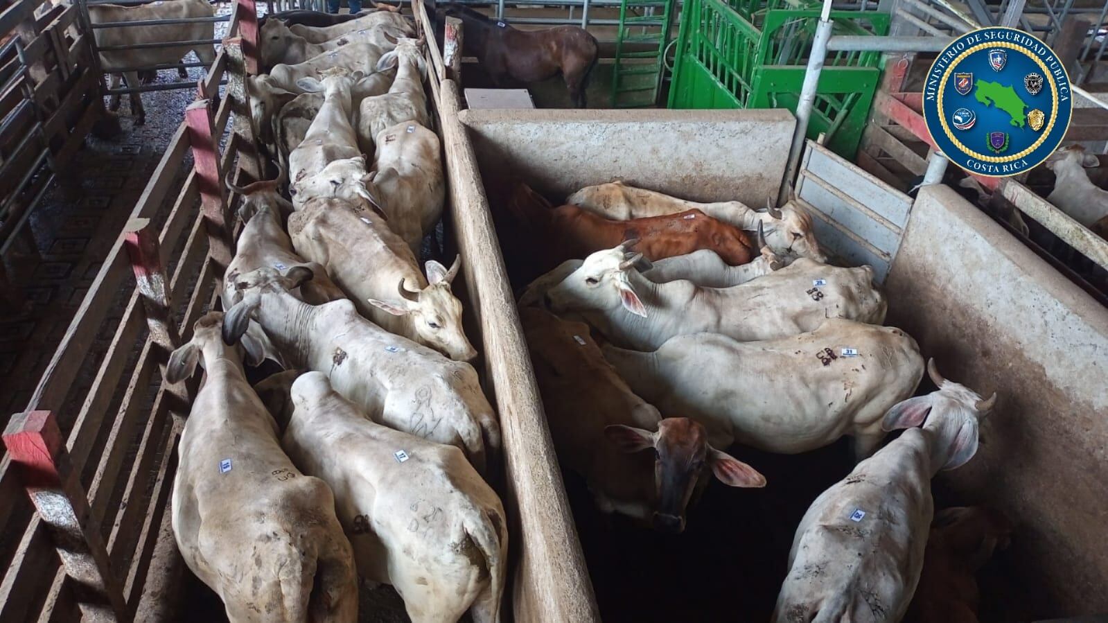 Dos camioneros, uno de ellos con antecedentes, llevaron hasta la siubasta de Upala un lote de cabezas de ganado robadas en Los Chiles. La Poliía recuperó a tiempo los animales. Foto: MSP.