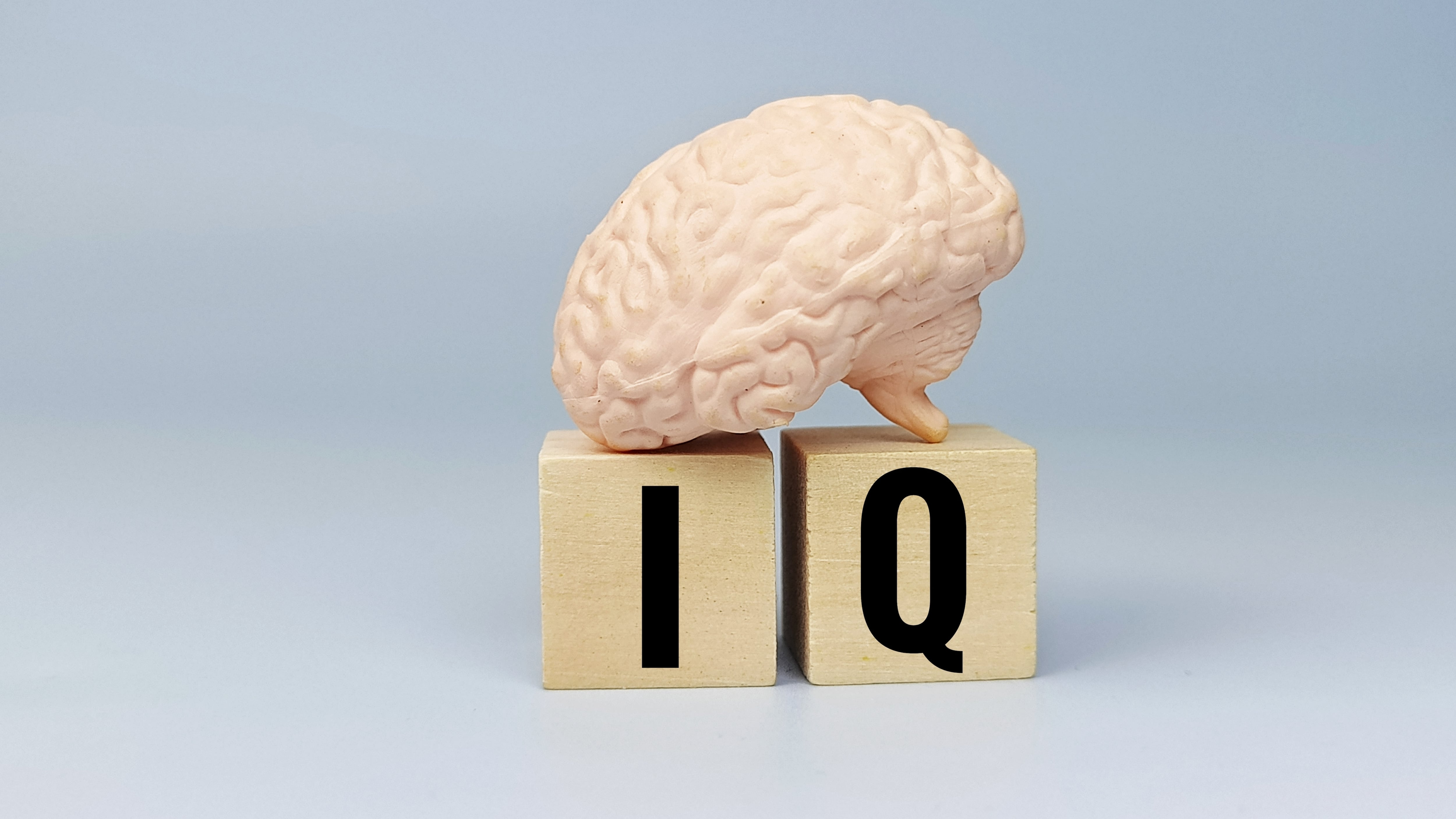 Modelo de cerebro humano sobre bloques de madera con las letras IQ (coeficiente intelectual)