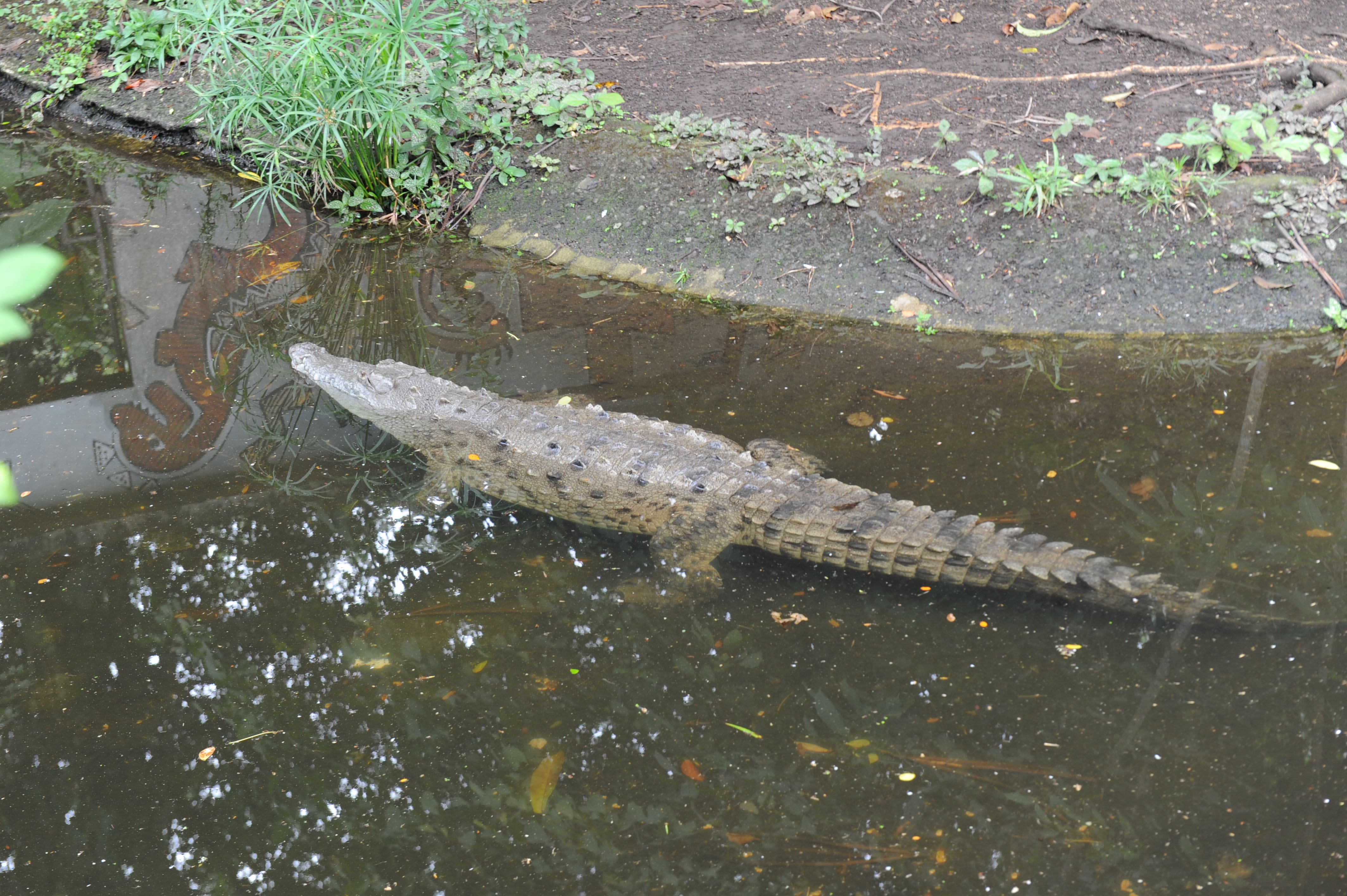 Traslado de animales del Simón Bolivar