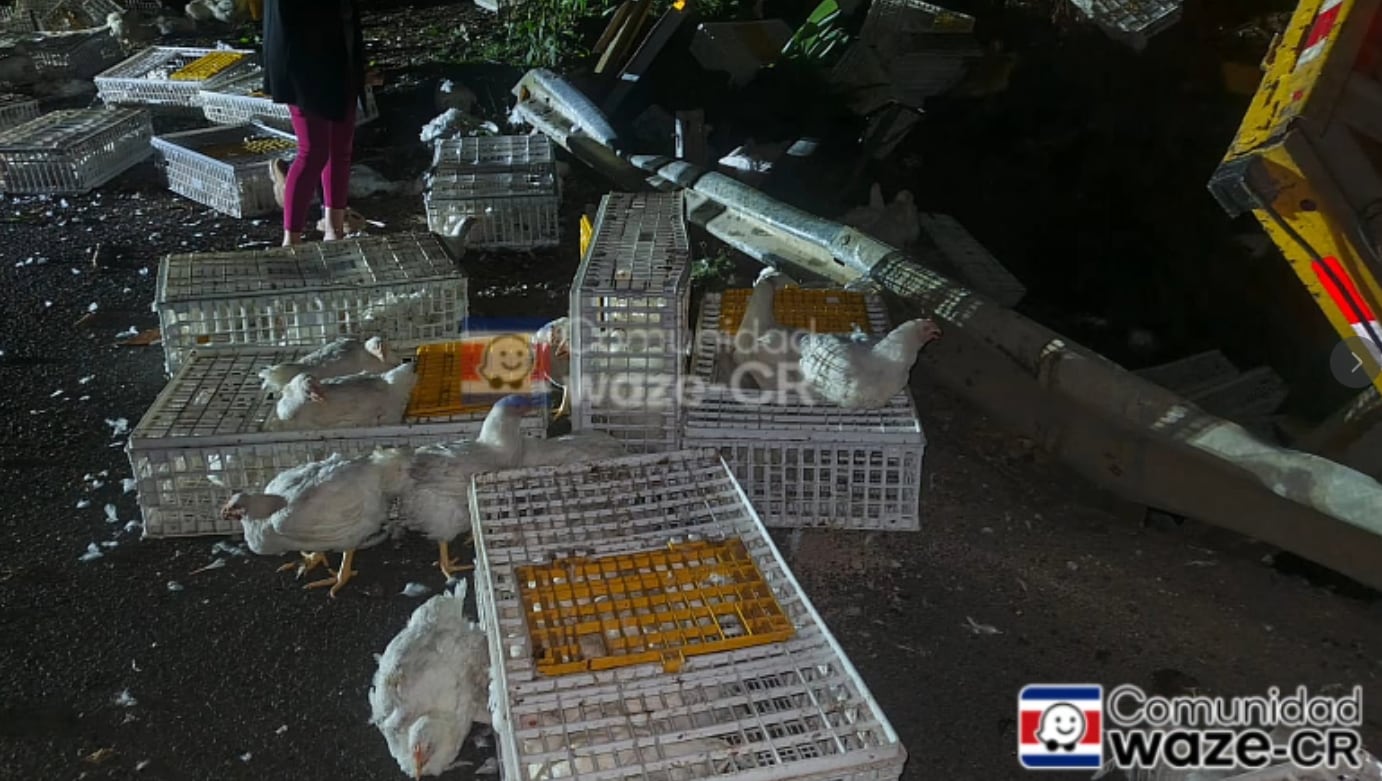 El camión que transportaba gallinas cayó a un guindo de unos 15 metros en San Ramón; varias aves quedaron esparcidas en la vía y en el fondo del río.