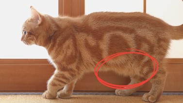Qué es lo que cuelga de la panza de los gatos