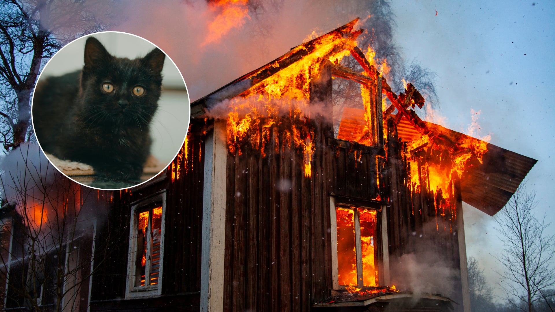 Un incendio en Oregon dejó una historia que conmueve en redes sociales: un cachorro de gato despertó a su dueño y le salvó la vida, pero murió al intentar escapar.