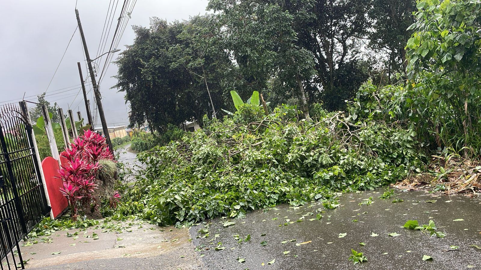 Tucurrique de Cartago pasó cuatro horas sin electricidad pues las ramas de los árboles botaron el tendido.