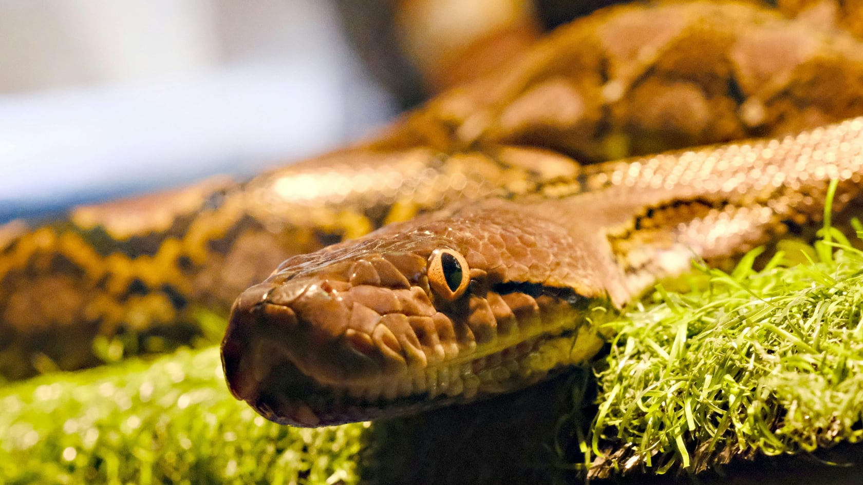 Florida introduce robots conejos con inteligencia artificial para ubicar y controlar pitones birmanesas en los Everglades.