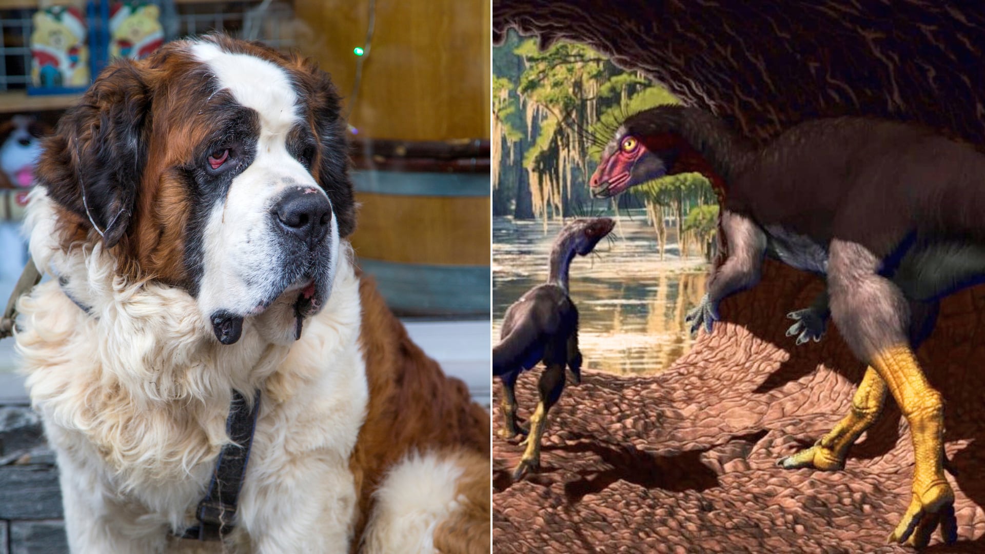 Descubren que el dinosaurio Fona herzogae, del tamaño de un perro grande, vivía en madrigueras subterráneas hace 99 millones de años en Utah.