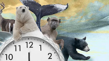 El ‘reloj epigenético’: la nueva herramienta que ayudaría a salvar especies en peligro de extinción
