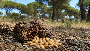 El fruto seco más caro del mundo ya se produce en Latinoamérica: el proyecto que tardó 25 años en dar resultados