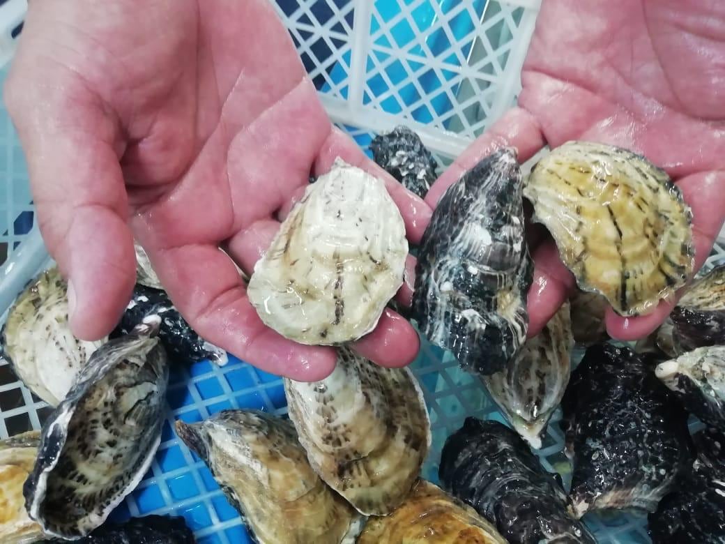 Autoridades sanitarias restringen extracción de moluscos bivalvos en Paquera por riesgo de intoxicación provocado por marea roja tóxica.