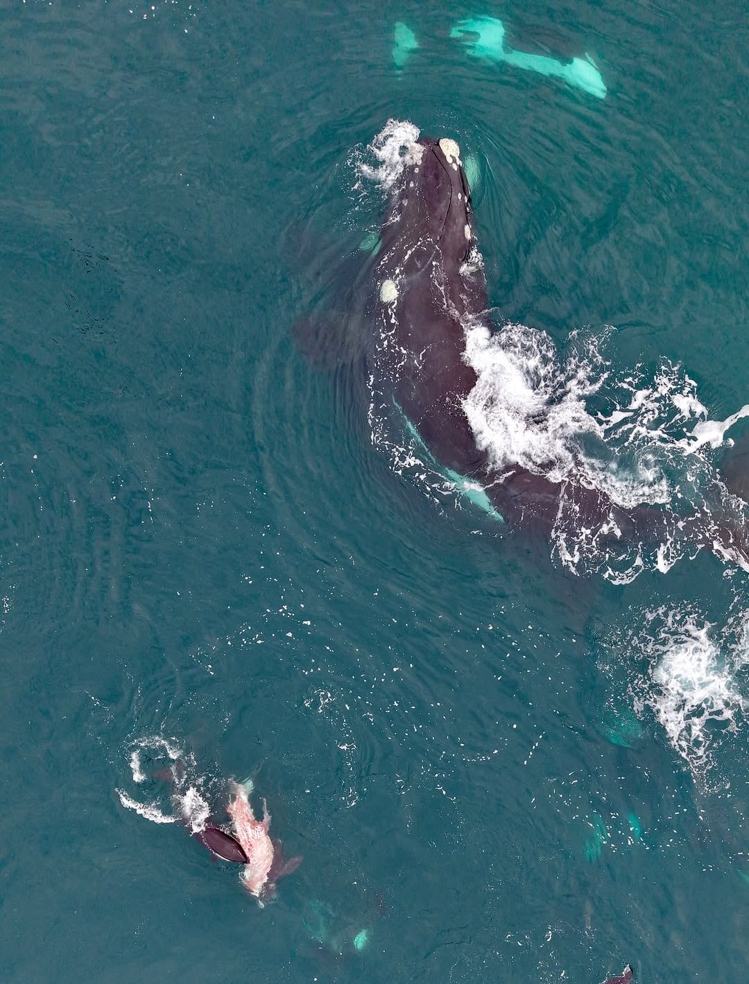 Orcas cazaron a una cría de ballena franca en El Doradillo y el hecho quedó grabado por primera vez en la historia, según científicos argentinos.