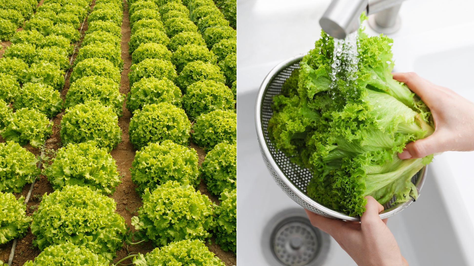 Nanoplásticos presentes en el ambiente aumentan la acumulación de cadmio en la lechuga y podrían representar un nuevo desafío para la seguridad alimentaria.