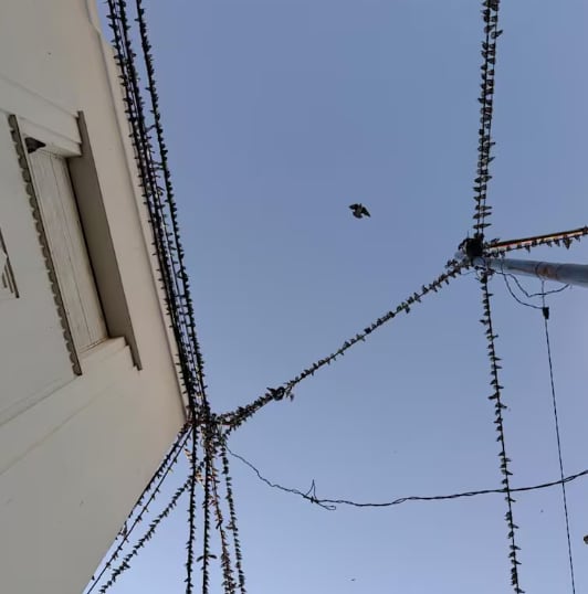 La concentración de decenas de miles de aves en un puñado de manzanas céntricas se convirtió en un tema central para los vecinos del centro de Rafaela